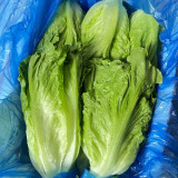 Year-Round Slow-Bolting Lettuce King Seeds - Reliable, Disease-Resistant, Ideal for Fresh Markets