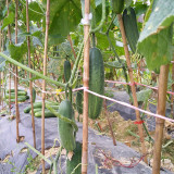 'Bixiu' F1 Fruit Cucumber Seeds - Mid-Early Maturing, Uniform Fruits, High Yield, Broad Adaptability