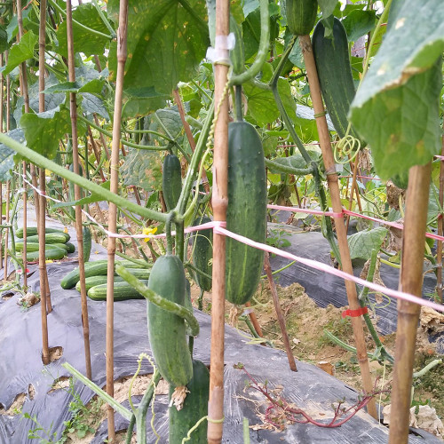 'Bixiu' F1 Fruit Cucumber Seeds - Mid-Early Maturing, Uniform Fruits, High Yield, Broad Adaptability