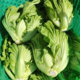 'Jiemei' No.11 Wrapped-Head Mustard Seeds | High-Yield, Heat & Disease Resistant Variety