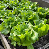 Year-Round Slow-Bolting Lettuce King Seeds - Reliable, Disease-Resistant, Ideal for Fresh Markets