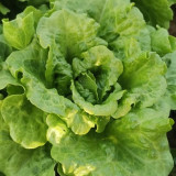 Year-Round Slow-Bolting Lettuce King Seeds - Reliable, Disease-Resistant, Ideal for Fresh Markets