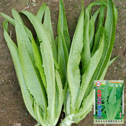 Nongyan Pointed-Leaf Romaine Lettuce Seeds - Cold tolerant, fast growing, high yield, suitable for beginners