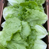Year-Round Slow-Bolting Lettuce King Seeds - Reliable, Disease-Resistant, Ideal for Fresh Markets