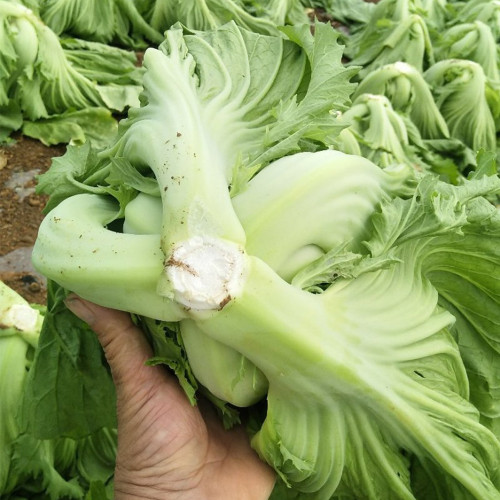 'Jiemei' No.11 Wrapped-Head Mustard Seeds | High-Yield, Heat & Disease Resistant Variety