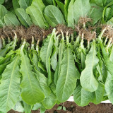 Agricultural Research Round-Leaf Lettuce Seeds - High yield, soft texture, easy to grow
