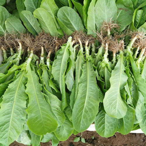 Agricultural Research Round-Leaf Lettuce Seeds - High yield, soft texture, easy to grow