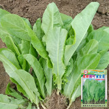 Agricultural Research Round-Leaf Lettuce Seeds - High yield, soft texture, easy to grow