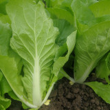 Sweet Crispy 'Chiye' Pak Choi Seeds - Fast-Growing, High-Yield, Strong Disease Resistance, Low Fiber & Tender Taste