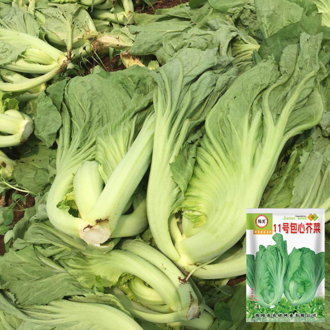 'Jiemei' No.11 Wrapped-Head Mustard Seeds | High-Yield, Heat & Disease Resistant Variety