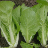 Sweet Crispy 'Chiye' Pak Choi Seeds - Fast-Growing, High-Yield, Strong Disease Resistance, Low Fiber & Tender Taste