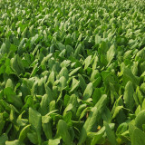 Agricultural Research Round-Leaf Lettuce Seeds - High yield, soft texture, easy to grow