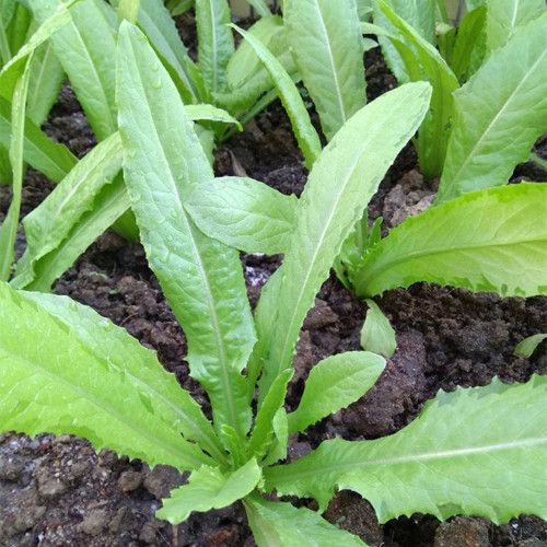 Nongyan Pointed-Leaf Romaine Lettuce Seeds - Cold tolerant, fast growing, high yield, suitable for beginners