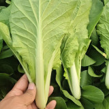 Sweet Crispy 'Chiye' Pak Choi Seeds - Fast-Growing, High-Yield, Strong Disease Resistance, Low Fiber & Tender Taste