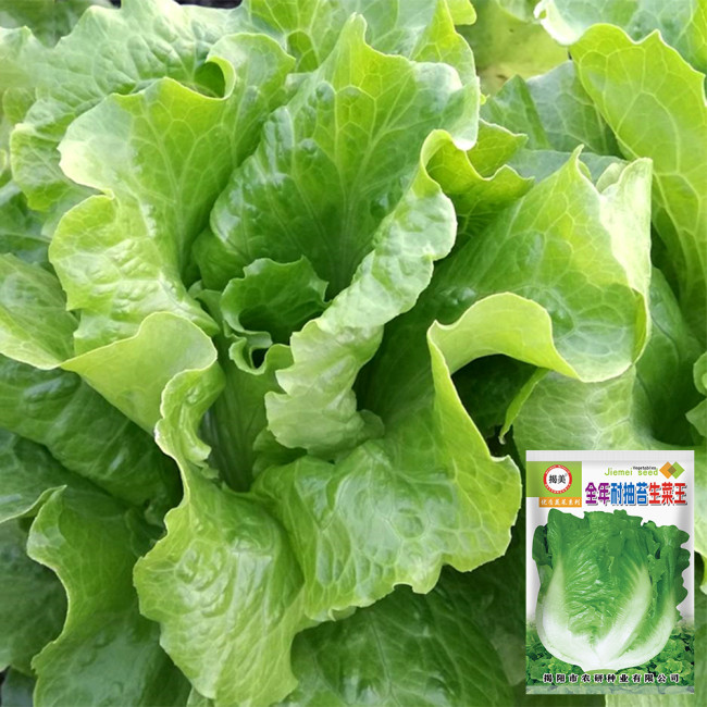 Year-Round Slow-Bolting Lettuce King Seeds - Reliable, Disease-Resistant, Ideal for Fresh Markets