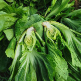 'Jiemei' No.11 Wrapped-Head Mustard Seeds | High-Yield, Heat & Disease Resistant Variety