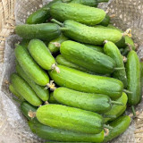 'Cuimei 188' Mini Cucumber Seeds - Uniform Fruit, Early-Maturing, High-Yield, Disease-Resistant