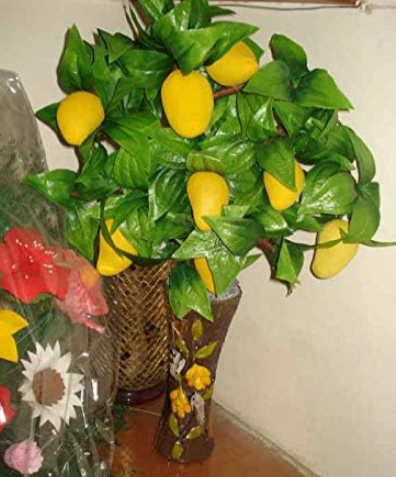 Mango Plants Mini Mango Tree Seed Organic Heirloom Fruit for Home Garden
