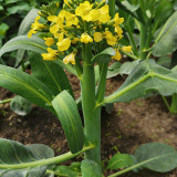 Nongyan Yellow-Flowered Chinese Kale Seeds - High Yield, Fast-Growing, Tender Stems, Edible Leaves