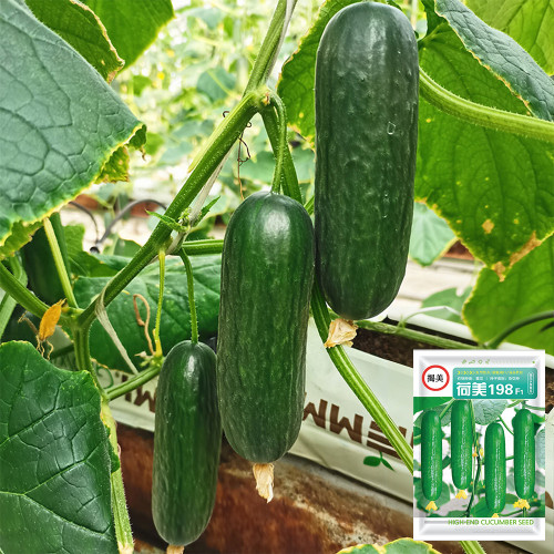 'Hemei 198' Mini Cucumber Seeds | Stable Yield, Disease Resistant, Crisp & Fragrant Fruit