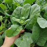 Nongyan Yellow-Flowered Chinese Kale Seeds - High Yield, Fast-Growing, Tender Stems, Edible Leaves