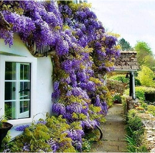 Blue Japanese Wisteria Fresh Viable Seeds Amazing Climber