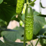 'Cuimei 188' Mini Cucumber Seeds - Uniform Fruit, Early-Maturing, High-Yield, Disease-Resistant