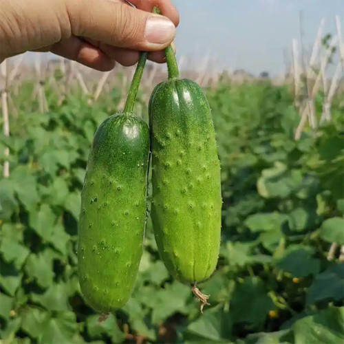 'Cuimei 188' Mini Cucumber Seeds - Uniform Fruit, Early-Maturing, High-Yield, Disease-Resistant