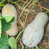 'Jiemei' Miben Pumpkin Seeds - F1 Hybrid, Sweet Glutinous Flesh, High Yield, Wide Adaptability
