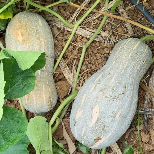 'Jiemei' Miben Pumpkin Seeds - F1 Hybrid, Sweet Glutinous Flesh, High Yield, Wide Adaptability