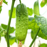 'Cuimei 188' Mini Cucumber Seeds - Uniform Fruit, Early-Maturing, High-Yield, Disease-Resistant