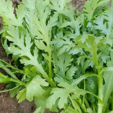 Small-Leaf Crown Daisy Seeds - Exceptional Flavor, High Nutrient Value, Easy-Care Garden Vegetable