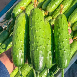 'Cuimei 188' Mini Cucumber Seeds - Uniform Fruit, Early-Maturing, High-Yield, Disease-Resistant