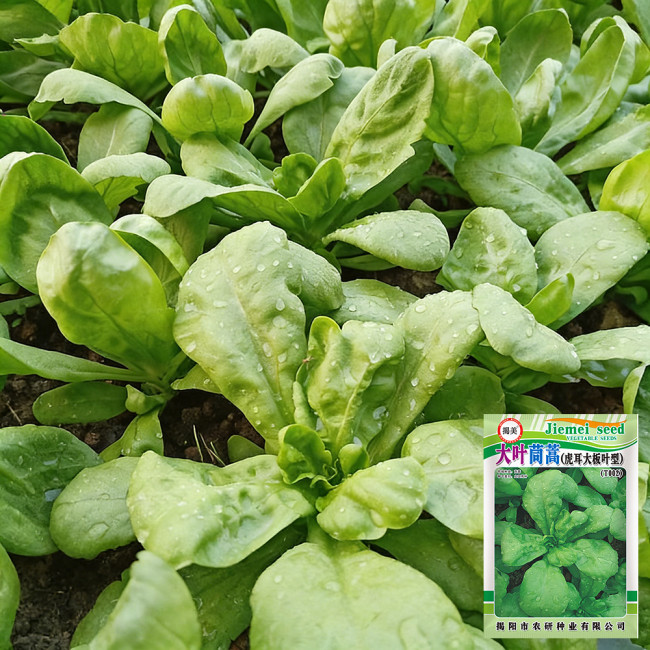 Large-Leaf Chrysanthemum Greens Seeds - Tiger Ear Type, Fast-Growing, Nutrient-Dense, 45-Day Harvest