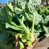 Nongyan Yellow-Flowered Chinese Kale Seeds - High Yield, Fast-Growing, Tender Stems, Edible Leaves