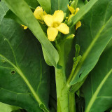 Nongyan Yellow-Flowered Chinese Kale Seeds - High Yield, Fast-Growing, Tender Stems, Edible Leaves