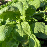 Large-Leaf Chrysanthemum Greens Seeds - Tiger Ear Type, Fast-Growing, Nutrient-Dense, 45-Day Harvest