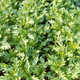 Small-Leaf Crown Daisy Seeds - Exceptional Flavor, High Nutrient Value, Easy-Care Garden Vegetable