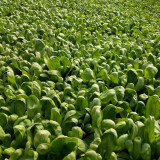 Large-Leaf Chrysanthemum Greens Seeds - Tiger Ear Type, Fast-Growing, Nutrient-Dense, 45-Day Harvest