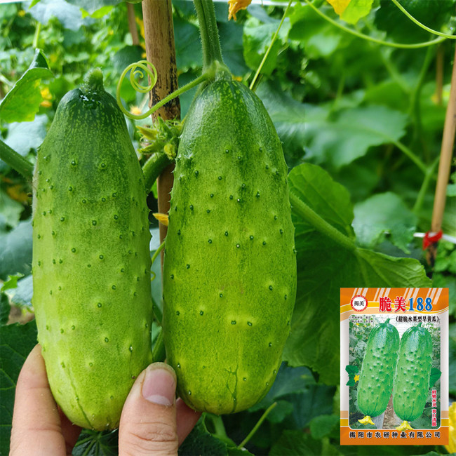 'Cuimei 188' Mini Cucumber Seeds - Uniform Fruit, Early-Maturing, High-Yield, Disease-Resistant