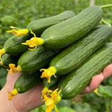 'Hemei 198' Mini Cucumber Seeds | Stable Yield, Disease Resistant, Crisp & Fragrant Fruit