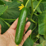 'Hemei 198' Mini Cucumber Seeds | Stable Yield, Disease Resistant, Crisp & Fragrant Fruit