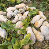 'Jiemei' Miben Pumpkin Seeds - F1 Hybrid, Sweet Glutinous Flesh, High Yield, Wide Adaptability