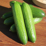 'Hemei 198' Mini Cucumber Seeds | Stable Yield, Disease Resistant, Crisp & Fragrant Fruit