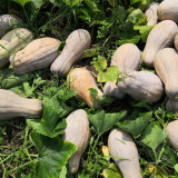 'Jiemei' Miben Pumpkin Seeds - F1 Hybrid, Sweet Glutinous Flesh, High Yield, Wide Adaptability
