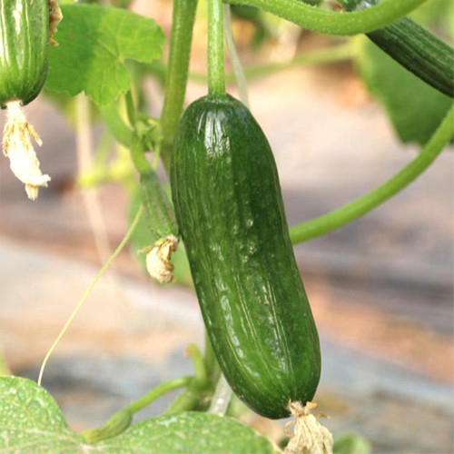 'Hemei 198' Mini Cucumber Seeds | Stable Yield, Disease Resistant, Crisp & Fragrant Fruit