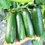 'Hemei 198' Mini Cucumber Seeds | Stable Yield, Disease Resistant, Crisp & Fragrant Fruit