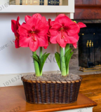 Amaryllis bulbs Hippeastrum bulbs, 3-6 cm in diameter (Color: 9)