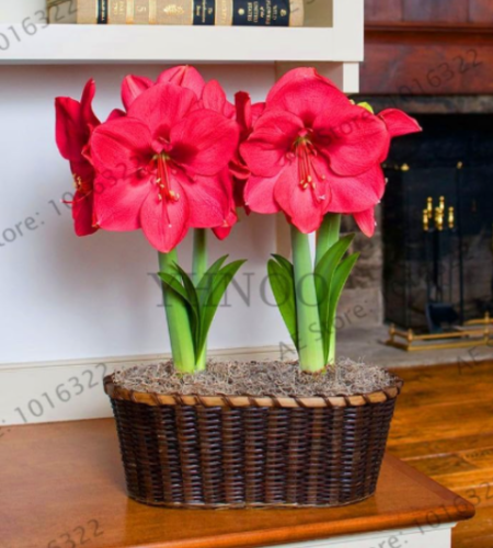 Amaryllis bulbs Hippeastrum bulbs, 3-6 cm in diameter (Color: 9)