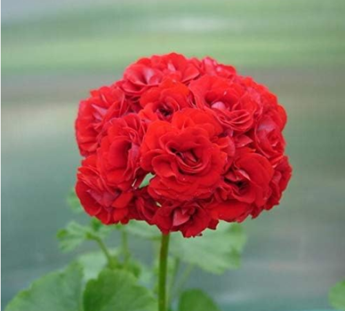 Geranium Seeds Bonsai Apple Blossom Rosebud Pelargonium Hortorum Perennial Flower (Color: 6)